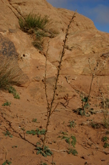 Verbascum betonicifolium image