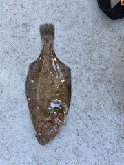 Citharichthys sordidus