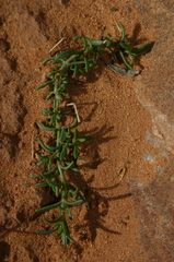 Rhodalsine geniculata