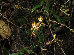 Cyrtochilum scabiosum