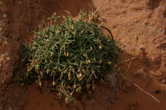 Rhodalsine geniculata