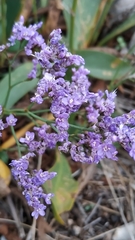 Limonium narbonense