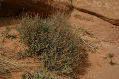 Teucrium polium