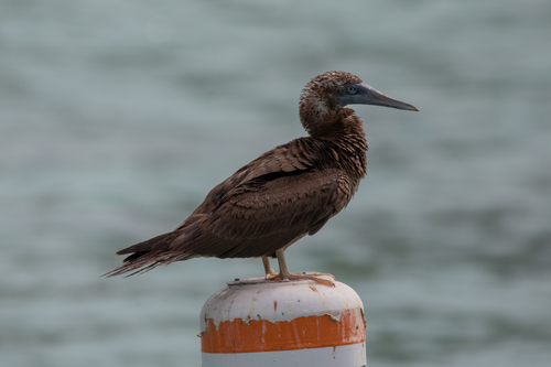 Brown Booby, photo 4 of 10