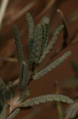 Teucrium polium