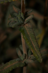 Teucrium polium