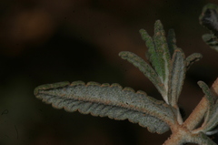 Teucrium polium