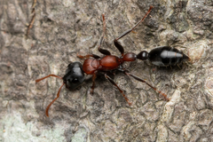 Tetraponera rufonigra