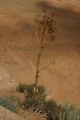Ferula vesceritensis