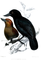 Recurve-Billed Bushbird photo 3