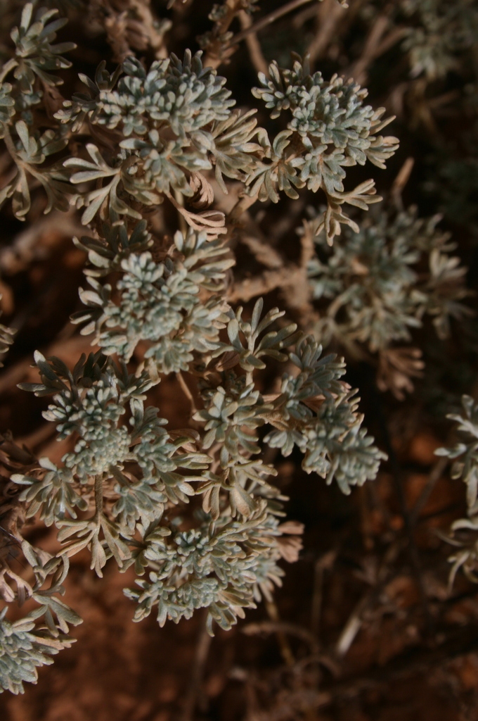 Artemisia atlantica
