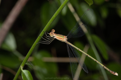 Lestes elatus