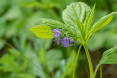 Brachybotrys paridiformis