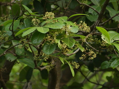 Alseodaphne semecarpifolia