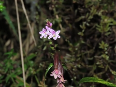 Epidendrum fimbriatum