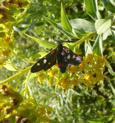 Zygaena ephialtes