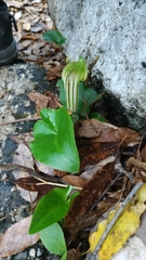 Arisarum