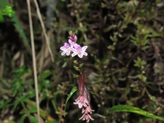 Epidendrum fimbriatum