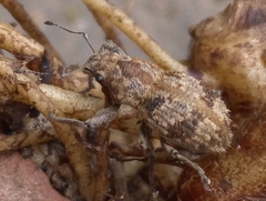 Pantomorus postfasciatus