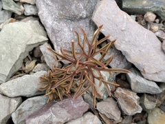 Lignocarpa carnosula