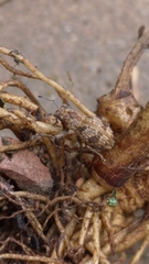 Pantomorus postfasciatus