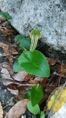 Arisarum