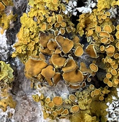 Xanthoria parietina