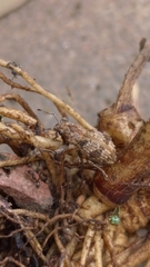 Pantomorus postfasciatus