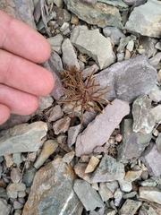 Lignocarpa carnosula