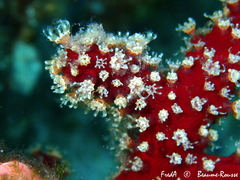 Alcyonium acaule