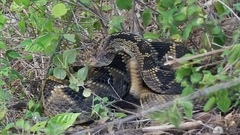 Crotalus totonacus