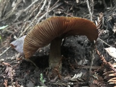 Armillaria sinapina