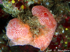 Aplidium elegans