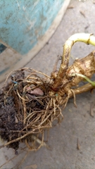 Pantomorus postfasciatus