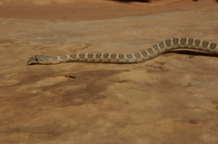 Hemorrhois algirus intermedius