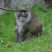Allen's Swamp Monkey - Photo (c) User:Cacophony, some rights reserved (CC BY-SA)