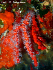 Corallium rubrum