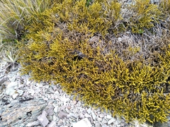 Veronica lycopodioides