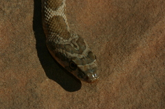 Hemorrhois algirus intermedius