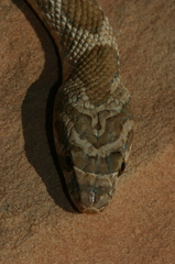 Hemorrhois algirus intermedius