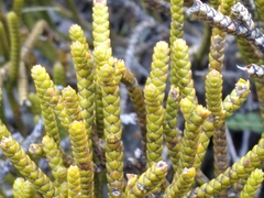 Veronica lycopodioides