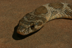 Hemorrhois algirus intermedius