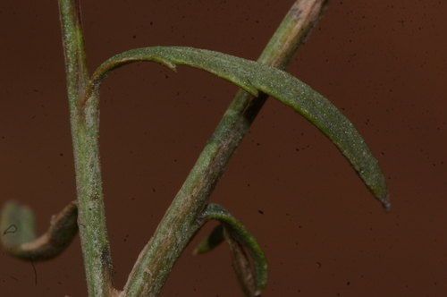 Centaurea pomeliana image