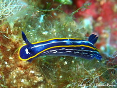 Felimare fontandraui