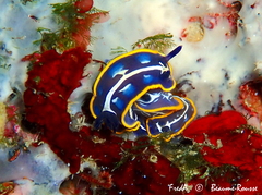 Felimare fontandraui