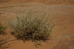 Thymelaea microphylla