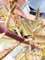 Polistes erythrocephalus