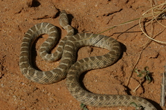 Hemorrhois algirus intermedius