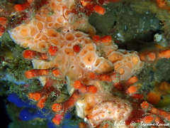 Hemimycale columella