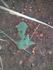 Ledebouria ovatifolia